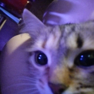 Meet your Posher, Elsa